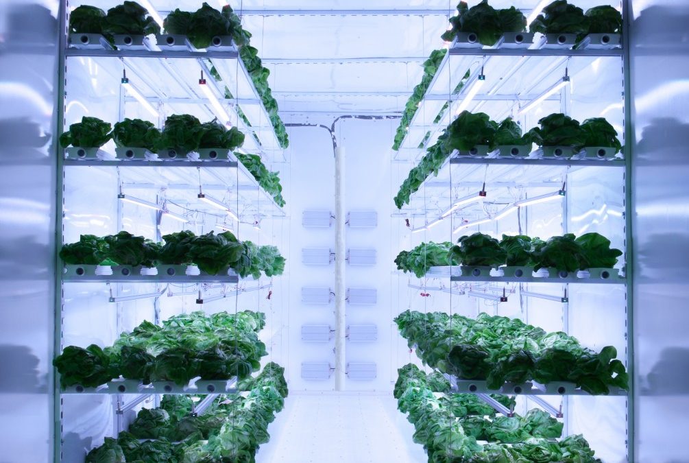 Hydroponic lettuce growing inside a brightly lit indoor vertical farm container.